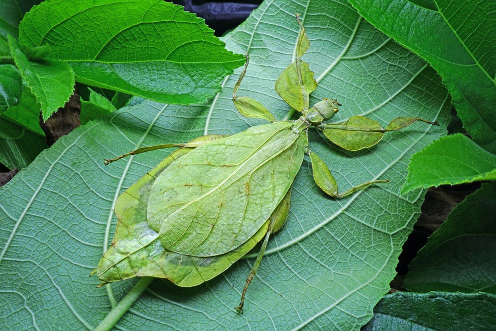 athmaonline-compound-eye-leaf-insect
